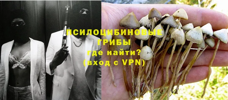 Псилоцибиновые грибы Magic Shrooms  где можно купить   Бологое 